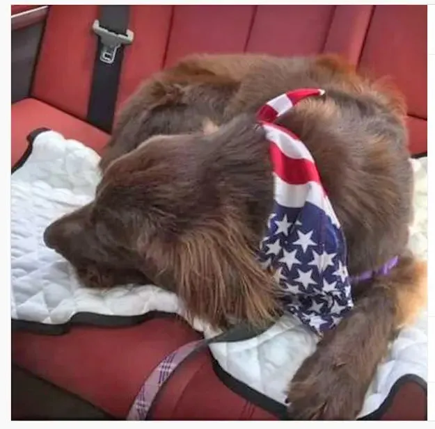 cloak & dawggie Dog Cooling Mat for indoor, outdoor, cars.